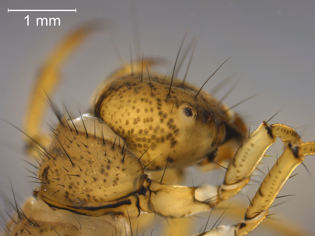 Potamophylax cingulatus